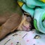 かおかお鬼のサムネイル