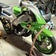 ＫＲ２５０Ｓの盆栽を愛でる