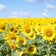 向日葵