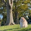 ５人＋ポメmamaドタバタブログのサムネイル