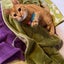 やんちゃ猫のメルシー♂チャンネルのサムネイル