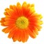 画像 お花で心を整えるフラワー鑑定師shiho_flowerlifeのユーザープロフィール画像