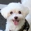 画像 可愛い保護犬日記　By仮ママのコミのユーザープロフィール画像