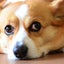 inukawaii2010のサムネイル