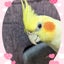 はまおかめのサムネイル