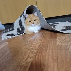 ペット家族動物病院 甲府店のプロフィール