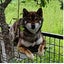 SHIBAわんこのサムネイル
