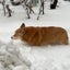 画像 シニア犬コーギーと元保護犬日本スピッツの日々のユーザープロフィール画像