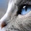 Sapphire Blue公式Blogのサムネイル