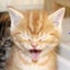画像 猫の声を聞こうのユーザープロフィール画像