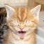 猫の声を聞こう🐾tamaのサムネイル