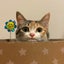 画像 三毛猫みーちゃんとの暮らしのユーザープロフィール画像