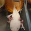 カイザーのサムネイル