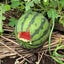 画像 徒歩10分の菜園日記のユーザープロフィール画像