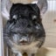 ｱﾘｻﾝʕ·ᴥ·ʔのサムネイル
