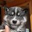 画像 木村妙子ブリーダー（渡邊安里彩ブリーダー）シバッチ、シベリアンハスキーミックス犬、チワワ家庭で飼いやすい小型犬を繁殖していますのユーザープロフィール画像