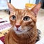 画像 猫色日記のユーザープロフィール画像