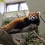たぬちゃんママのサムネイル