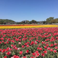 鳩羽　湖波のプロフィール