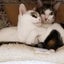 9tailwannyanのサムネイル