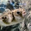 画像 肺がん転移したってよのユーザープロフィール画像