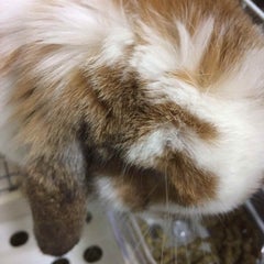 ふうたんのプロフィール