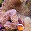 ひでのサムネイル