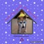 画像 シニア柴犬☆テツと(*･ω･)　　ゆったりのんびり日和く:彡のユーザープロフィール画像