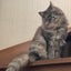画像 看板猫チャムと主の日常のユーザープロフィール画像