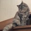 cat-chamuのサムネイル