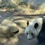 画像 花と大熊猫とフラワー＆グリーンスタイリストのユーザープロフィール画像