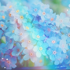 勿忘草のプロフィール