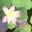 TERRAちゃん　量子力学的仏教