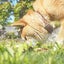ぎゅうにゅう(27)初めての体外受精🌱のサムネイル