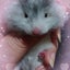 画像 西濱晶子のブログのユーザープロフィール画像