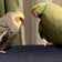 うさぎとインコとの生活を楽しむmikittiy