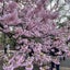 lilisophyのサムネイル