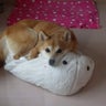 はつ子のプロフィール