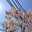 八熊の本のサムネイル
