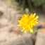 芙羽(ふう)のサムネイル