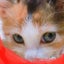 画像 三毛猫の花魁日記のユーザープロフィール画像