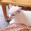 えりかのサムネイル