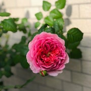 まりのおすすめのサムネイル