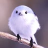 あじふらいのプロフィール