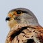 画像 江戸さん  野鳥観察のユーザープロフィール画像