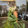 *koala*のプロフィール