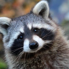 アライグマのプロフィール