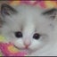 ANGELIQDOLLのサムネイル