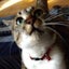 画像 愛猫ぶ〜ちゃんと暮らすスナックママの日常のユーザープロフィール画像