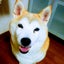 柴犬さくら／スピリチュアルカウンセリング土浦の母のサムネイル